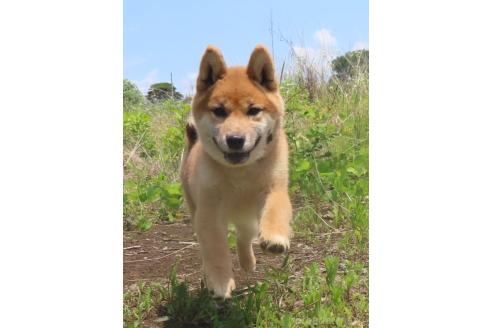 販売中の栃木県の柴犬-396197の2枚目